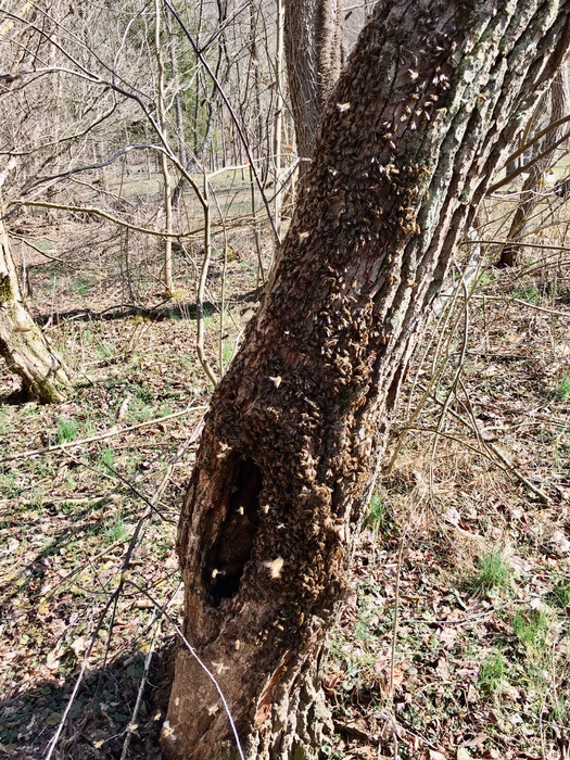 Boone's Bees and Trees photo 16