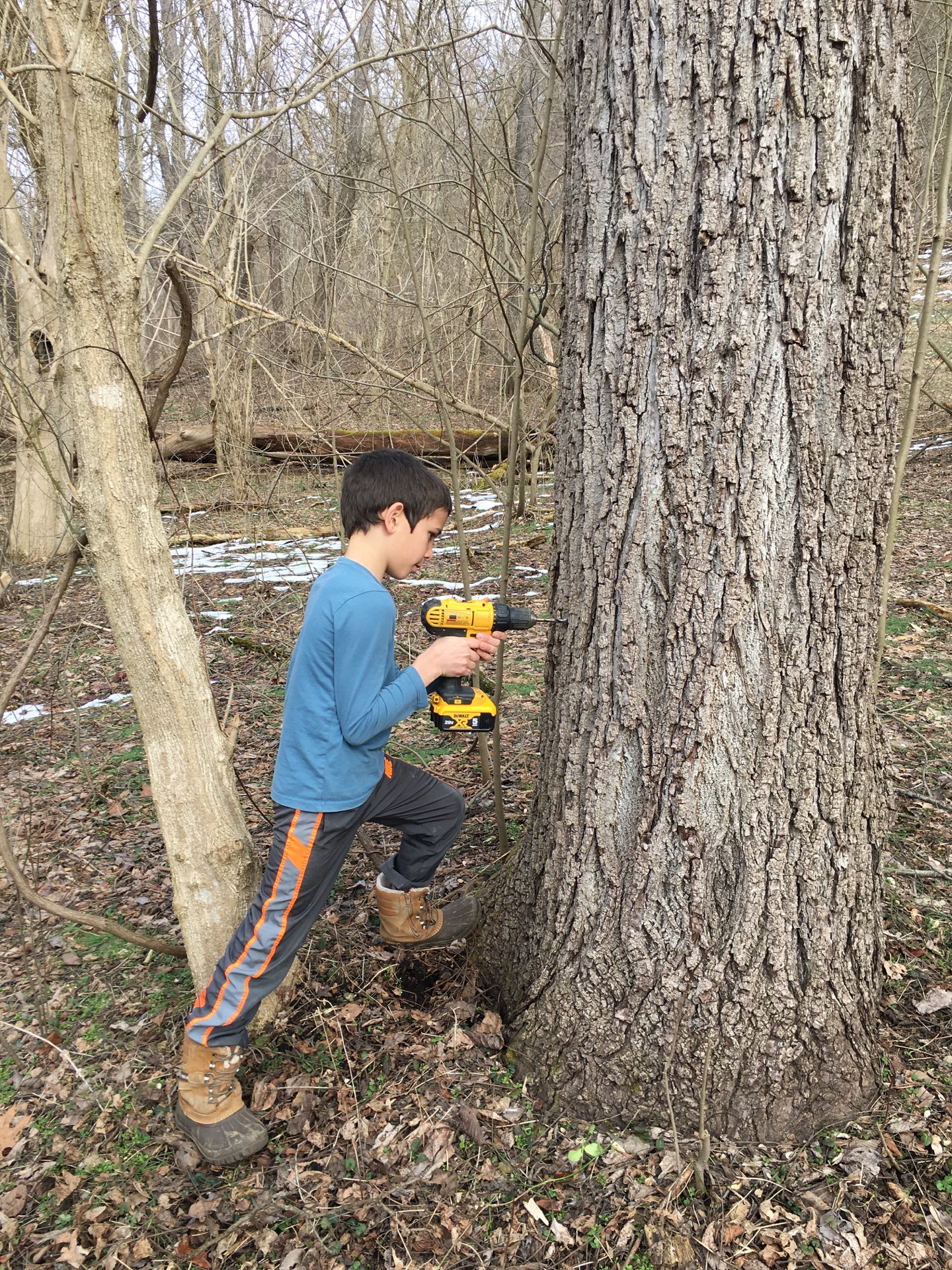 Boone's Bees and Trees photo 12